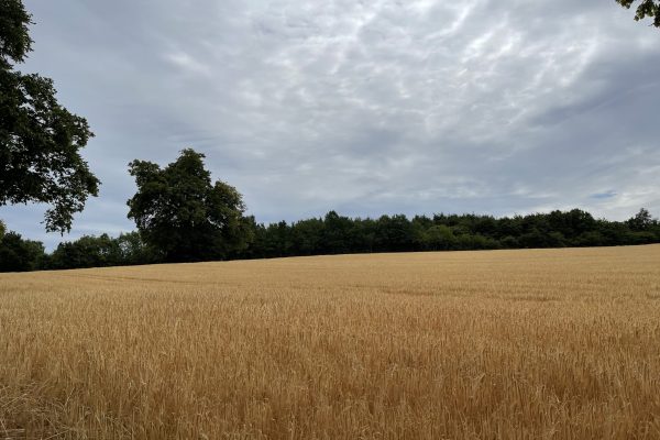 Strelley to Redhill Pipeline